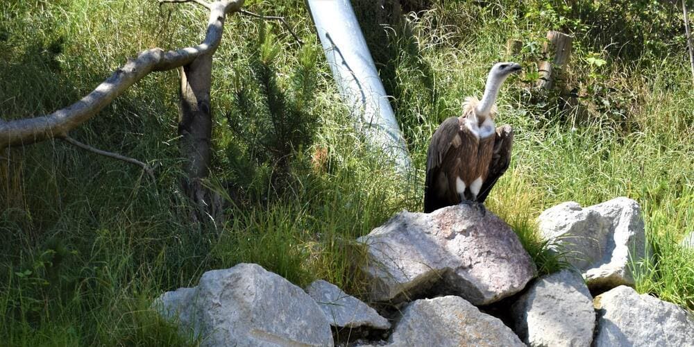 Alpenzoo Innsbruck